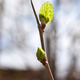 The bud that reminds the teacher of homework.
